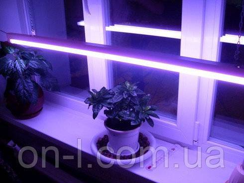 Какие лампы для растений нужны в теплицу и комнату