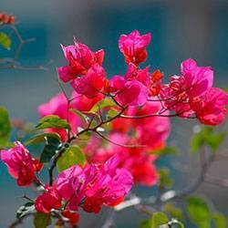 Цветок бугенвиллия — капризная красавица из южных стран