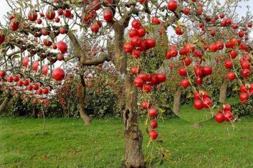 Как очистить ствол яблони от лишайника. лишайник на яблоне —, как избавиться?