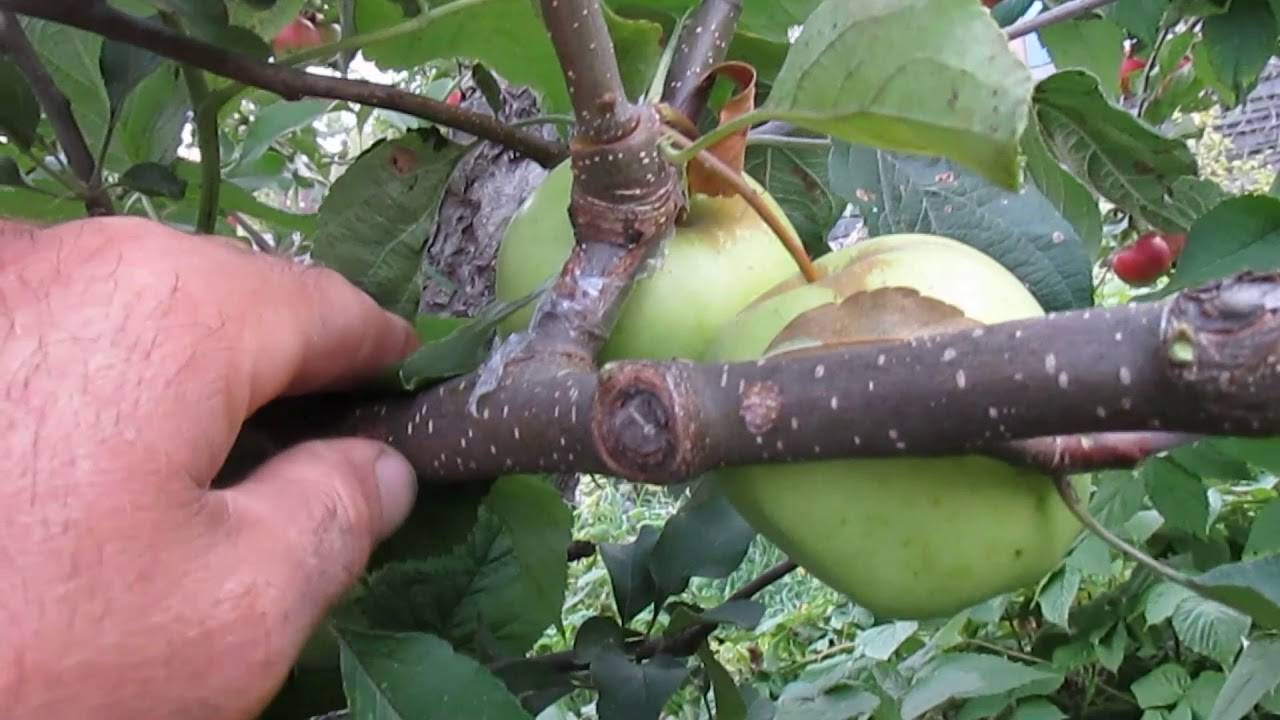 Как прививать плодовые деревья?