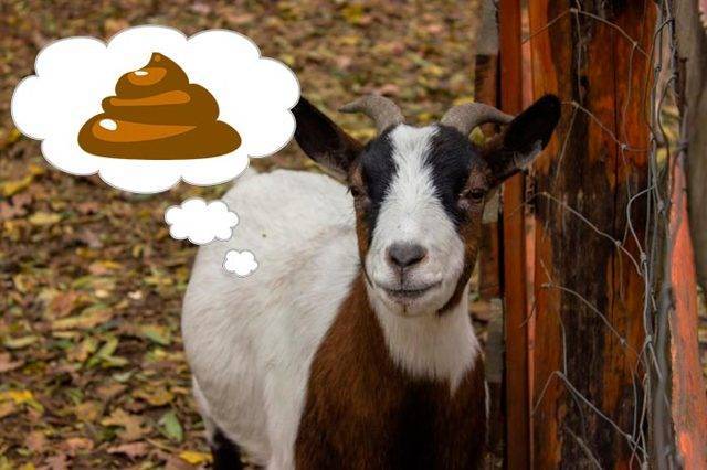 Понос у домашней козы: способы решения проблемы