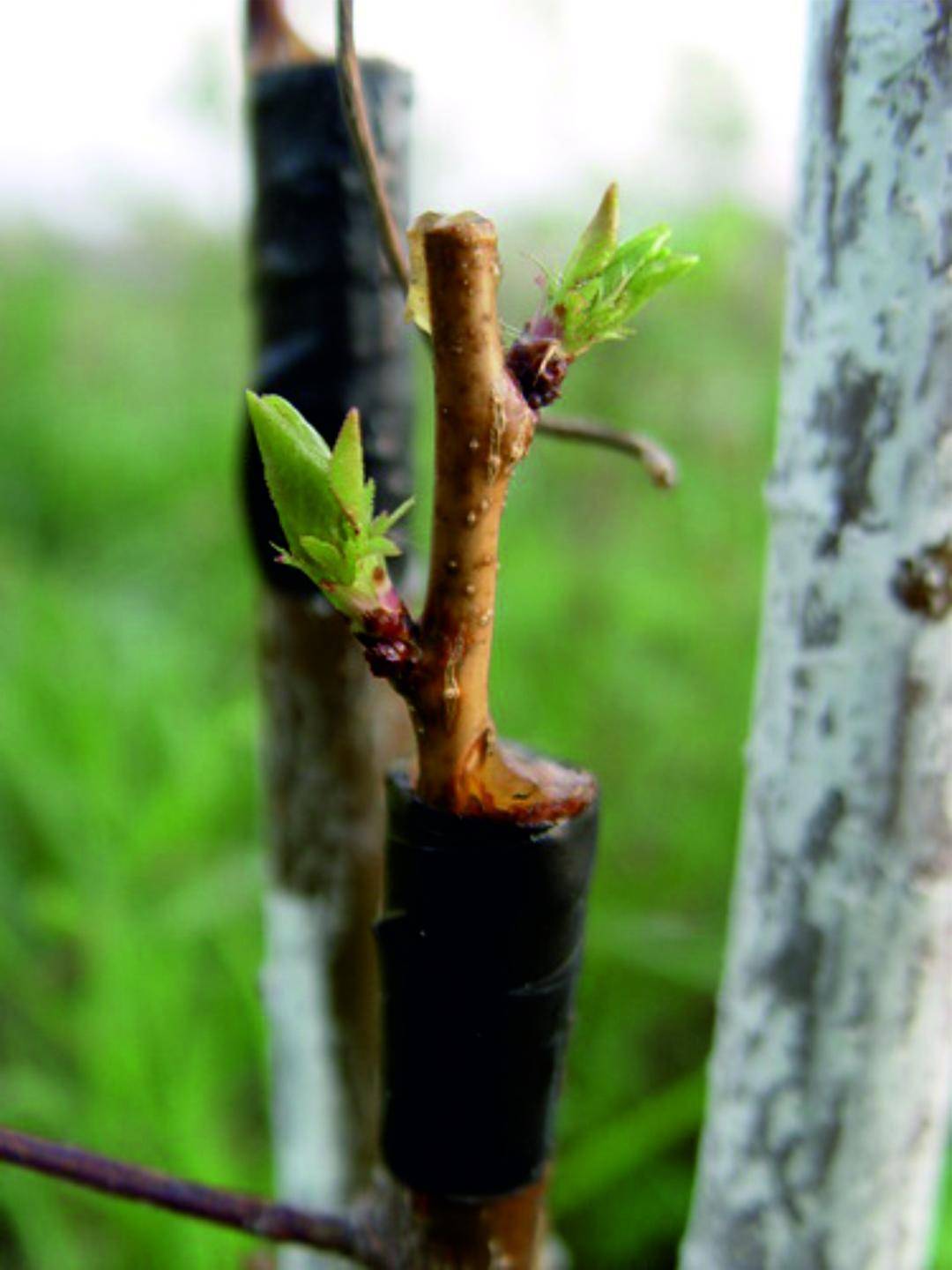 Прививки плодовых деревьев: правила и тонкости садовой "хирургии"