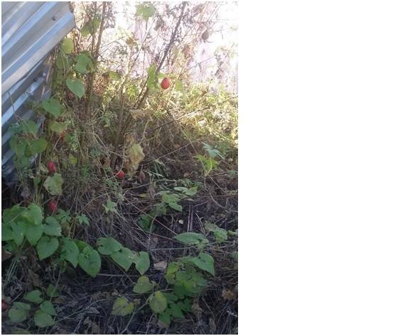Тладианта: красный огурец – выращиваем дома сладкий овощ-экзот