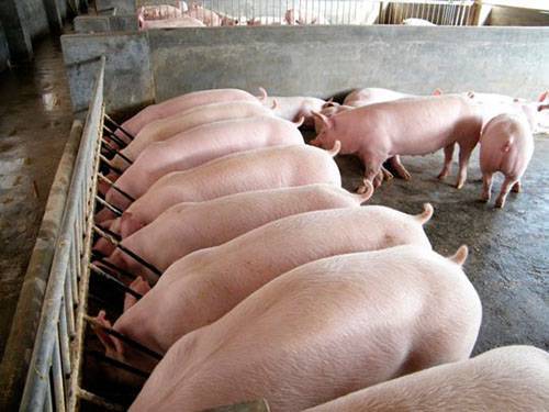 Свиноводство как бизнес-идея: как можно заработать на разведении свиней?