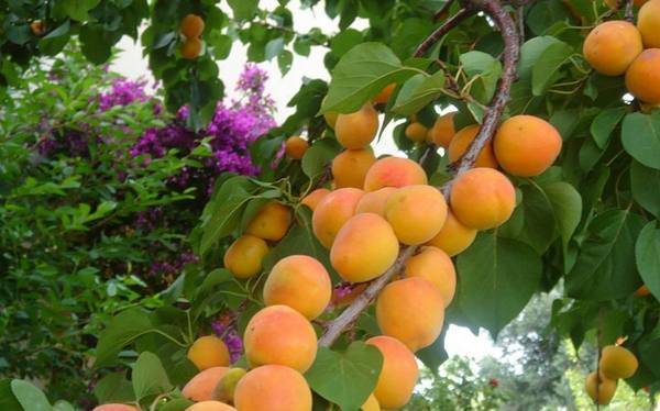 Фрукты жердела и абрикос — в чем разница