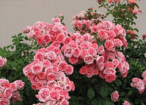 Полиантовые розы — популярные сорта с описанием и фото