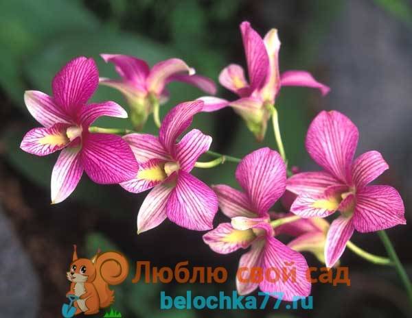 Великолепная орхидея дендробиум — разновидности и уход в домашних условиях