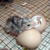 Особенности инкубации куриных яиц в домашних условиях