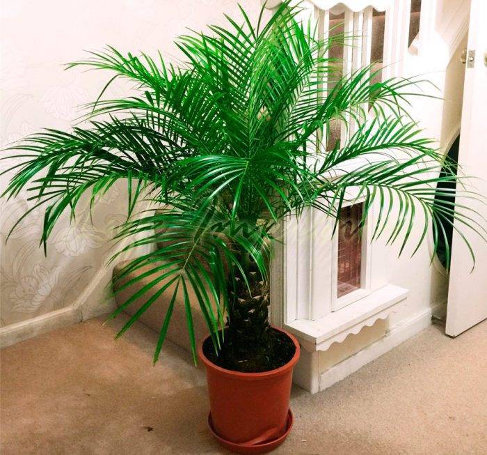 Финиковая пальма из косточки в домашних условиях — фото, видео