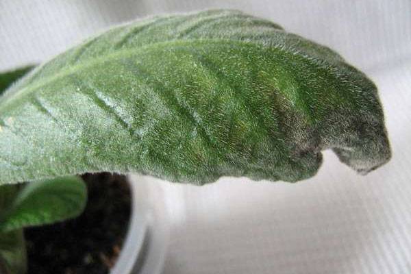 Особенности размножения стрептокарпуса фрагментом листа и из семян
