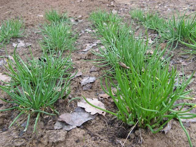 Выращивание лука на зелень: от подоконника до гидропоники!