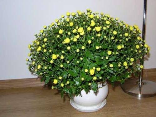 Уход за хризантемой мелкоцветковой низкорослой в домашних условиях