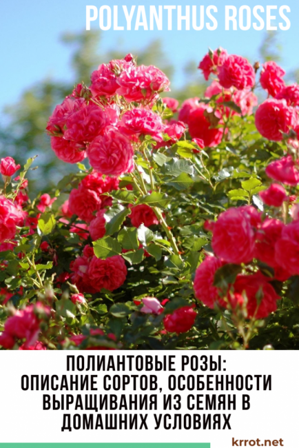 Полиантовая роза: что это такое, выращивание и уход