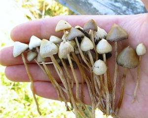 Что такое галлюциногенные грибы