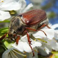 Как избавиться от майского жука (хруща) — 3 способа + 15 рекомендованных препаратов