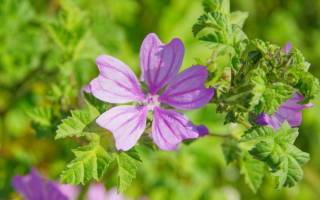 Мальва: выращивание из семян, посадка и уход в саду