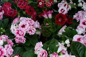 Выращивание глоксинии уход в домашних условиях посадка и размножение фото цветов