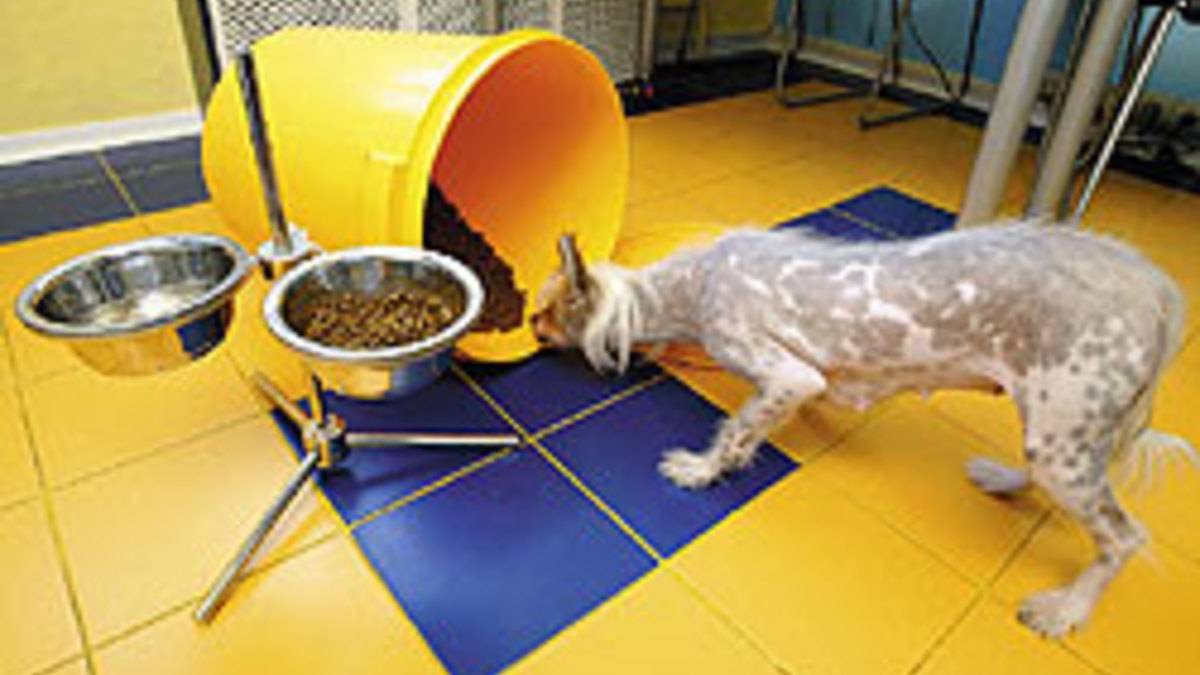 Корм хиллс для кошек: состав ветеринарного лечебного кормления