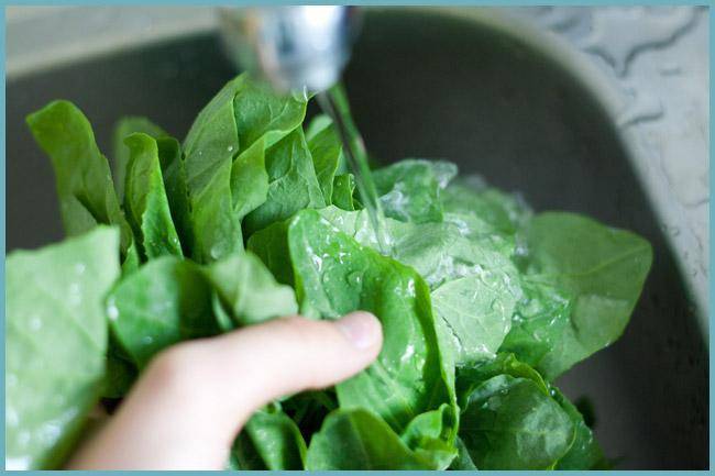 Быстрая заготовка шпината на зиму: заморозка и другие простые рецепты приготовления в домашних условиях