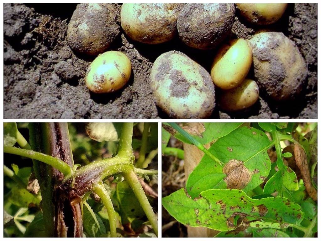 Вредители и болезни картофеля: фото, описание и лечение заболеваний