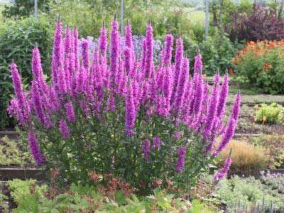 Дербенник — цветик-шестицветик в саду. фото видов с описанием