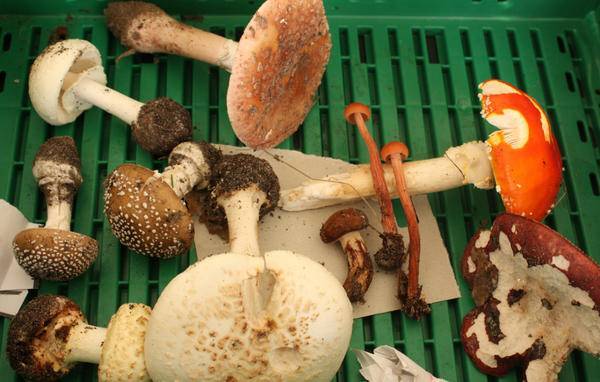 Какие трубчатые грибы ядовитые