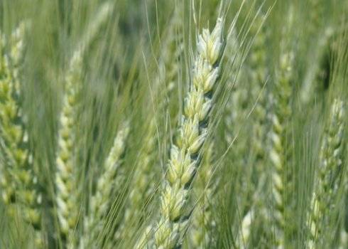 Тритикале — гибрид ржи и пшеницы на полях нашей страны
