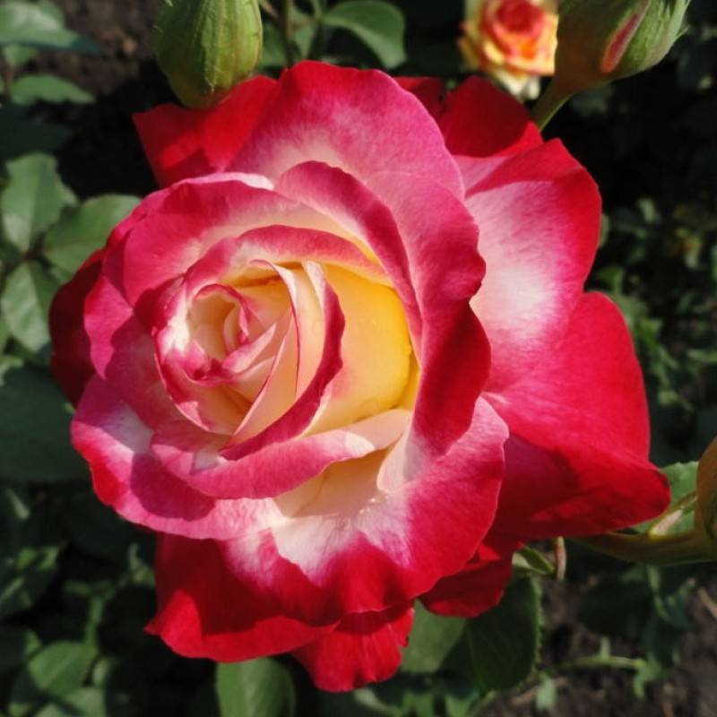 Роза свани (swany) — описание и характеристики сорта