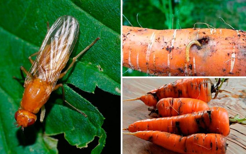 Почему морковь червивая и что делать, чтобы спасти урожай
