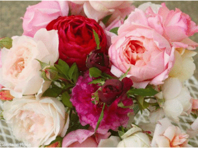 Описание лучших сортов английских роз, выращивание и уход, размножение