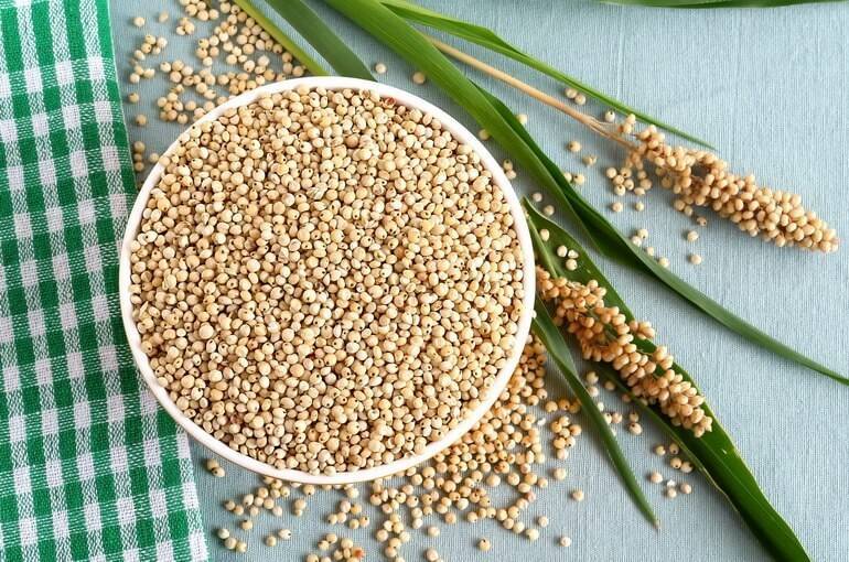 Сорго зерновое: выращивание, применение