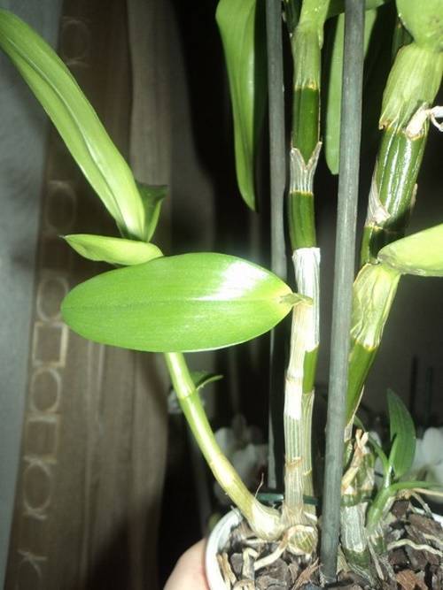 Дендробиум нобиле отцвел: что делать с орхидеей дальше