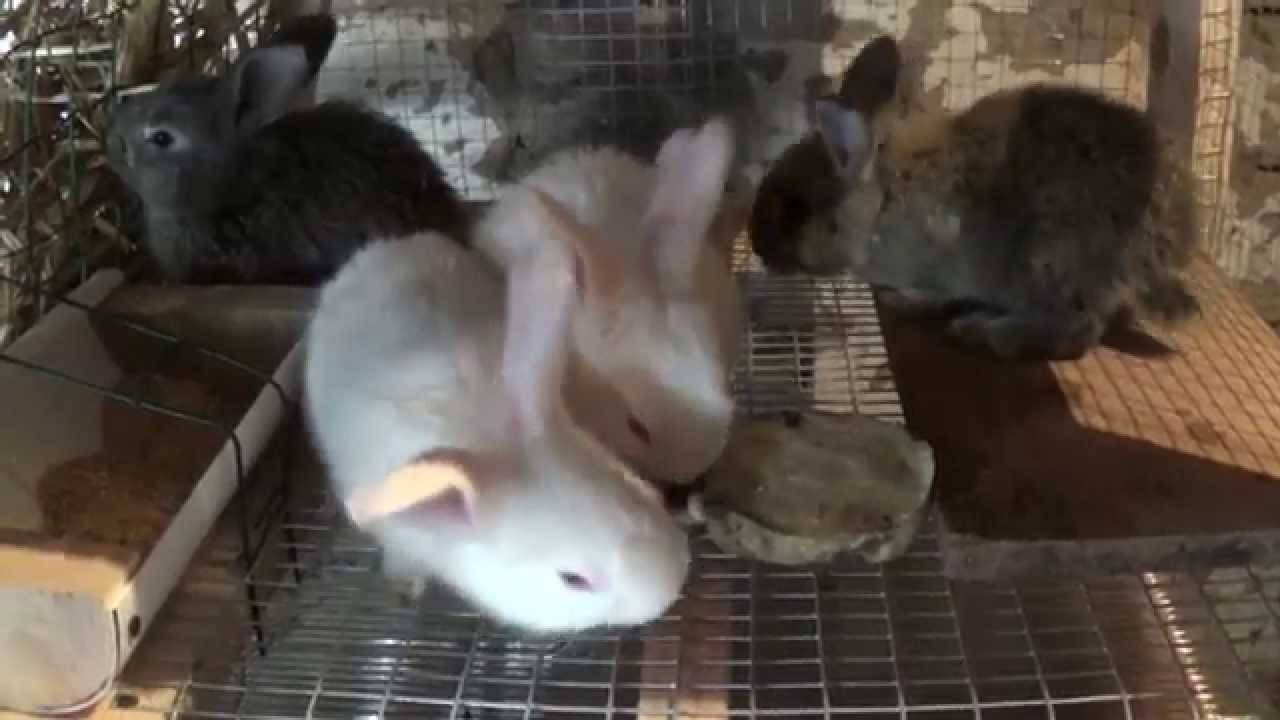 Спаривание кроликов