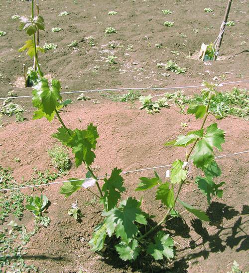 Особенности посадки винограда на урале