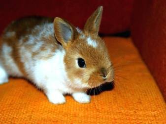 Сколько лет живут декоративные кролики?
