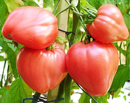 Любимец фермеров среди помидоров: томат бычье сердце, характеристика и описание сорта