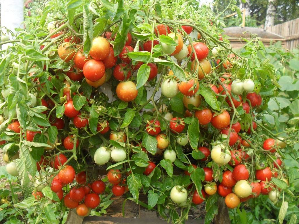 Низкорослые помидоры: лучшие сорта. фото, описание, преимущества