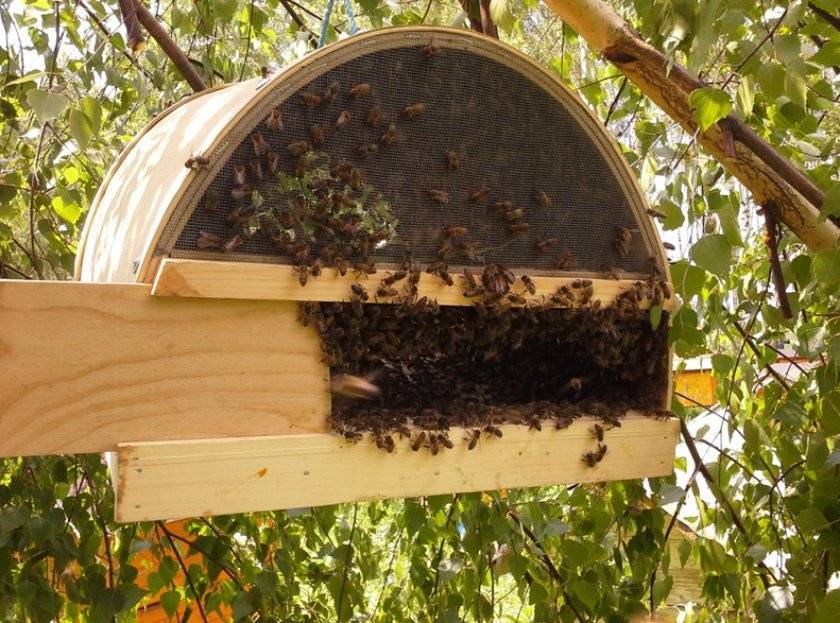 Роль ловушек для пчёл в пчеловодстве