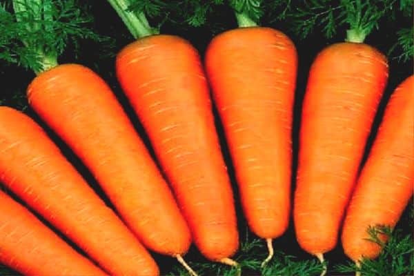 Как подготовить семена моркови к посеву чтобы быстро взошли
