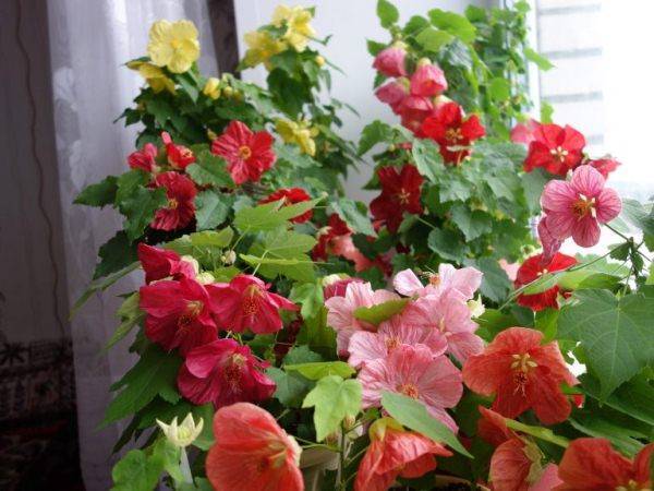 5 лучших удобрений для комнатных растений