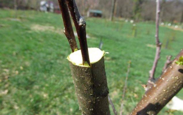 Прививка плодовых деревьев весной для начинающих: сроки, время и лучшие способы