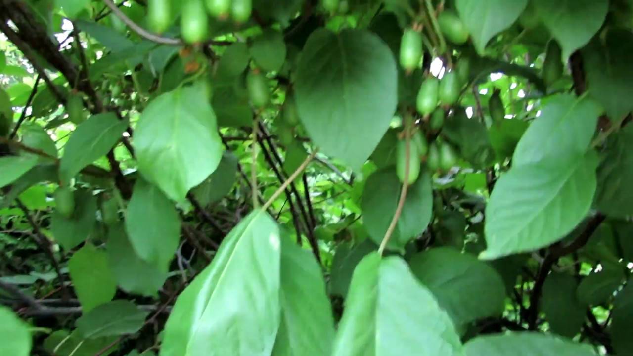 Актинидия: посадка и уход в открытом грунте, особенности размножения: фото и видео технология выращивания