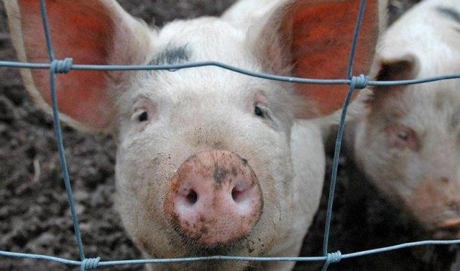 Глубокая подстилка для свиней: суть технологии, особенности применения, отзывы