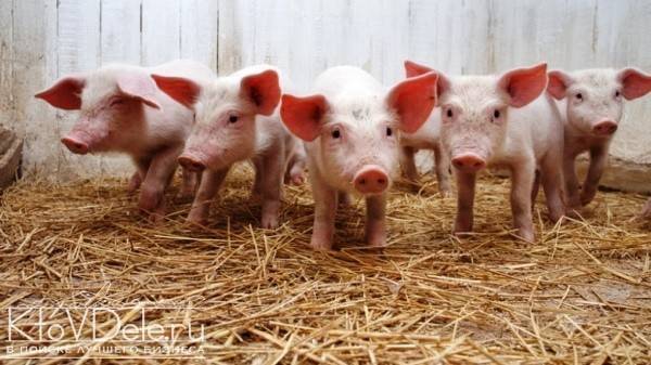 Свиноводство как бизнес. бизнес план и что нужно для свиноводства с нуля?