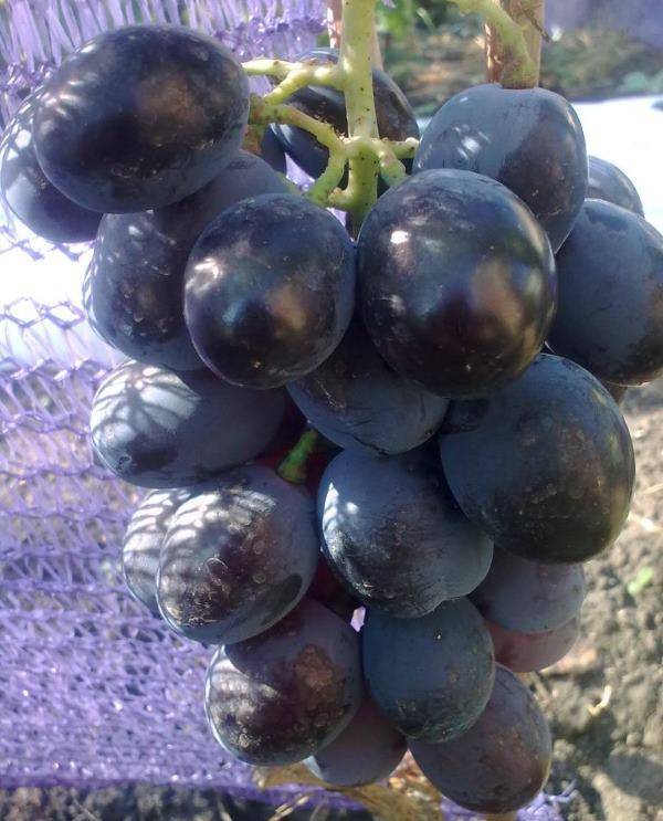 Гибридная форма винограда фурор — особенности сорта и выращивания