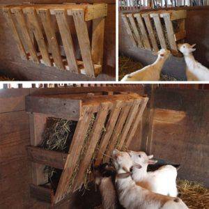 Преимущества станка для доения козы, пошаговый процесс изготовления