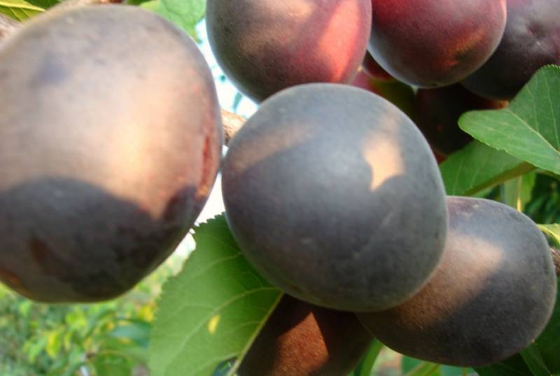 Выращивание абрикос на дачах подмосковья