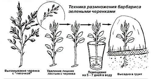 Барбарис: выращивание и размножение