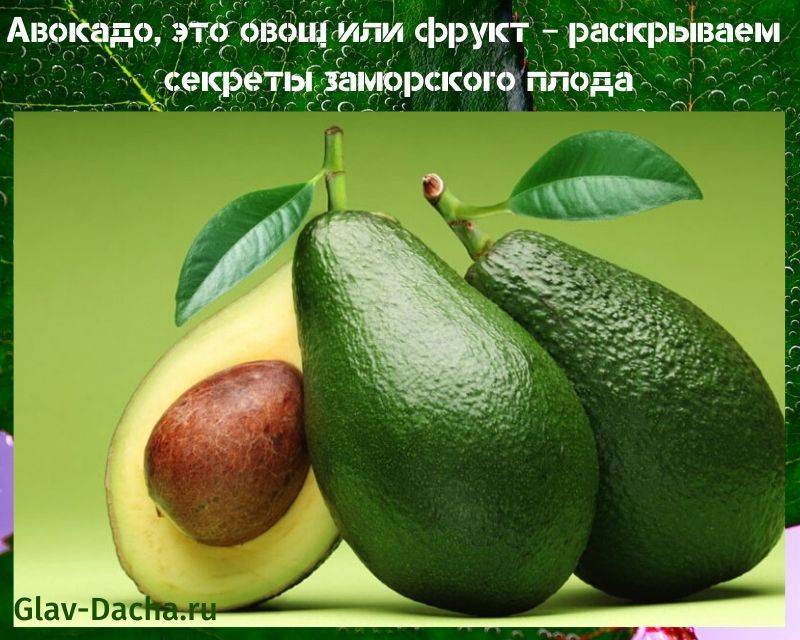 Что за фрукт — авокадо и как его едят