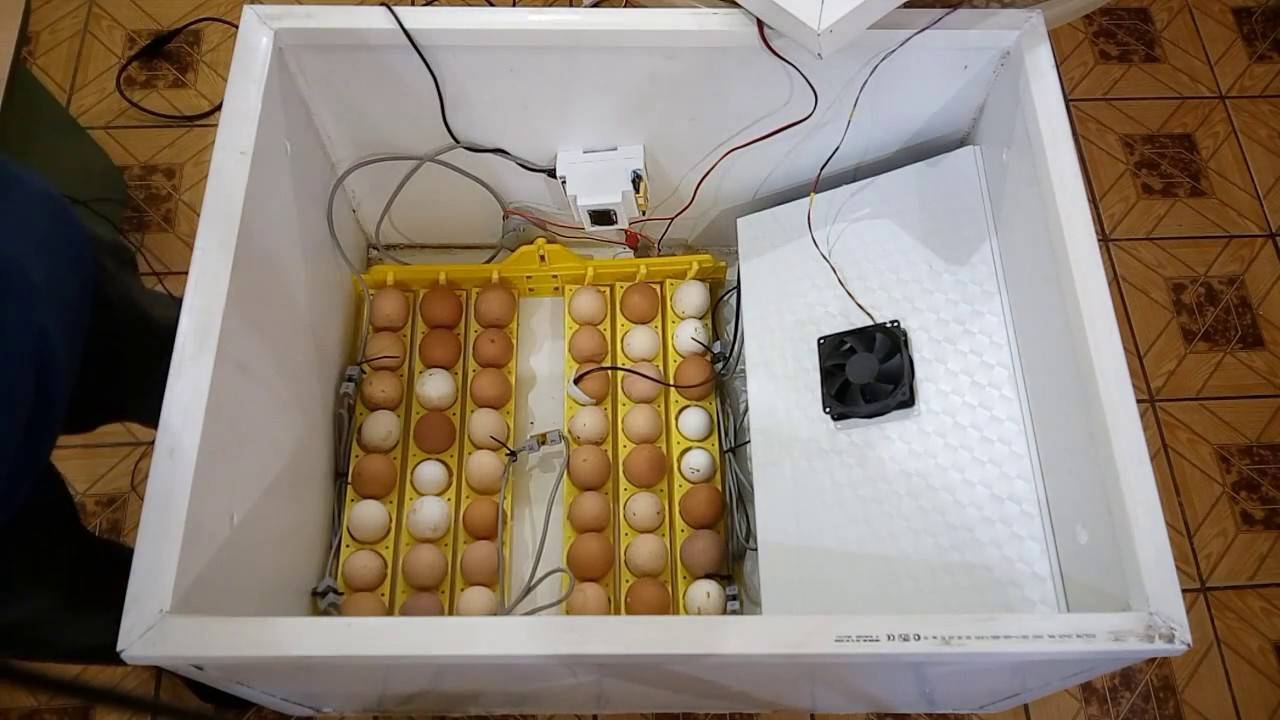 Как изготовить инкубатор для яиц дома